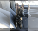Small Photo #11 German Shepherd Dog Puppy For Sale in NEOSHO, MO, USA