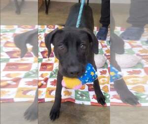 Labrador Retriever-Unknown Mix Dogs for adoption in Tampa, FL, USA