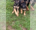 Small Photo #3 German Shepherd Dog Puppy For Sale in ELLENVILLE, NY, USA