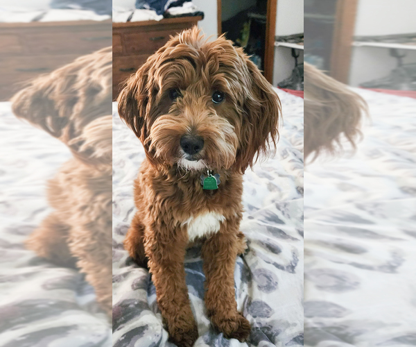 Medium Photo #1 Goldendoodle Puppy For Sale in EASLEY, SC, USA