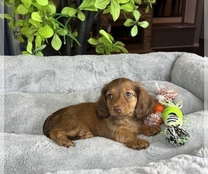 Dachshund Puppy for sale in FRANKLIN, IN, USA