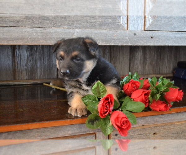 Medium Photo #5 German Shepherd Dog Puppy For Sale in GREENWOOD, WI, USA