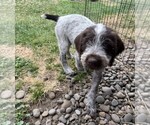 Puppy Teal Puppy German Wirehaired Pointer