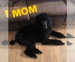 Small Photo #7 Poodle (Standard) Puppy For Sale in BYHALIA, MS, USA