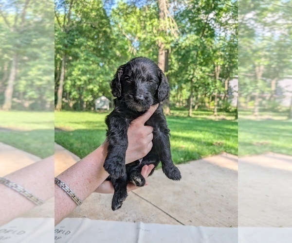Medium Photo #30 Golden Mountain Doodle  Puppy For Sale in BROKEN ARROW, OK, USA