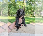 Small Photo #30 Golden Mountain Doodle  Puppy For Sale in BROKEN ARROW, OK, USA