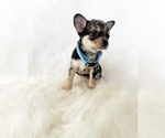 Small #4 Chihuahua
