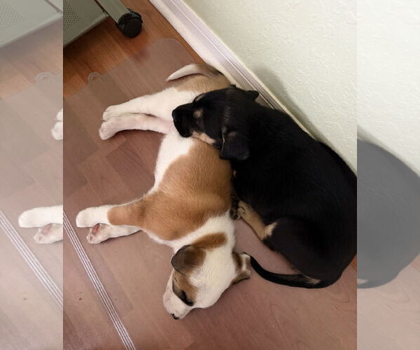 Medium Photo #10 Australian Shepherd-Unknown Mix Puppy For Sale in Valrico, FL, USA