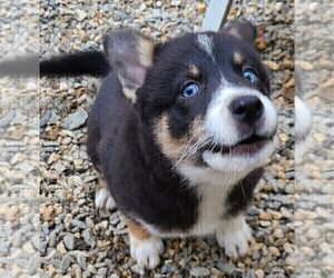 Pomsky Puppy for Sale in E WATERTOWN, Massachusetts USA