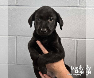 Labrador Retriever-Unknown Mix Dogs for adoption in Washington, DC, USA