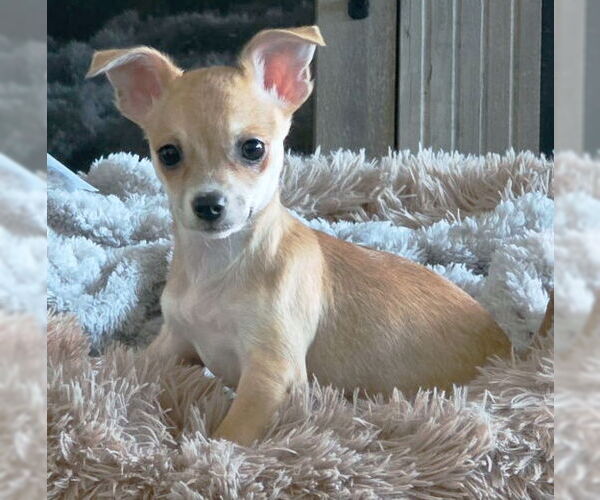 Medium Photo #6 Chihuahua-Unknown Mix Puppy For Sale in Chino Hills, CA, USA
