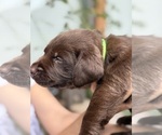 Small #8 Labrador Retriever