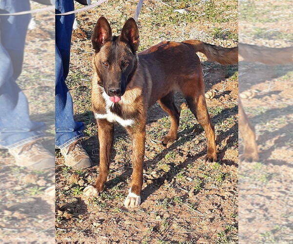 Medium Photo #1 Mutt Puppy For Sale in Imlay City, MI, USA