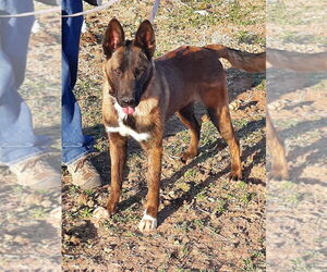 Mutt Dogs for adoption in Imlay City, MI, USA