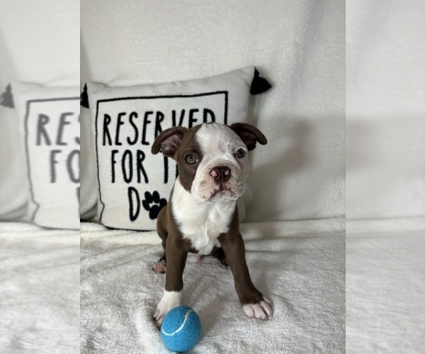 Medium Photo #5 Boston Terrier Puppy For Sale in GREENFIELD, IN, USA