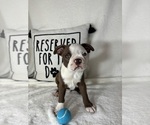 Small #4 Boston Terrier