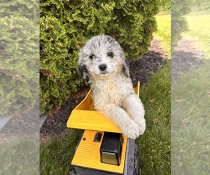 Cockapoo Puppy for sale in MIDDLEBURY, IN, USA