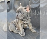 Small #1 French Bulldog