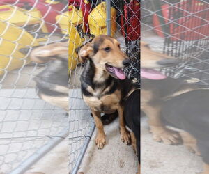 Doberman Pinscher-German Shepherd Dog Mix Dogs for adoption in Frenchburg, KY, USA