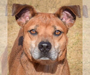 German Pinscher-Jack Russell Terrier Mix Dogs for adoption in Huntley, IL, USA