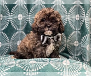 Havashu-Poodle (Toy) Mix Puppy for sale in LAKELAND, FL, USA