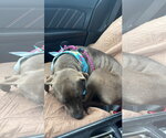 Small #5 American Pit Bull Terrier-Labrador Retriever Mix