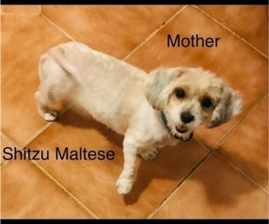 Mother of the Mal-Shi-YorkiePoo Mix puppies born on 03/22/2022