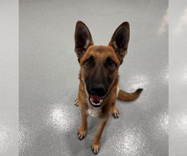 Medium Photo #1 Mutt Puppy For Sale in Moreno Valley, CA, USA