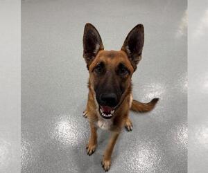 Mutt Dogs for adoption in Moreno Valley, CA, USA