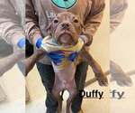 Small Photo #17 Mutt Puppy For Sale in New York, NY, USA