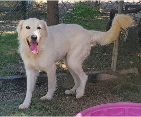 Medium Photo #2 Labrenees Puppy For Sale in Ventura, CA, USA