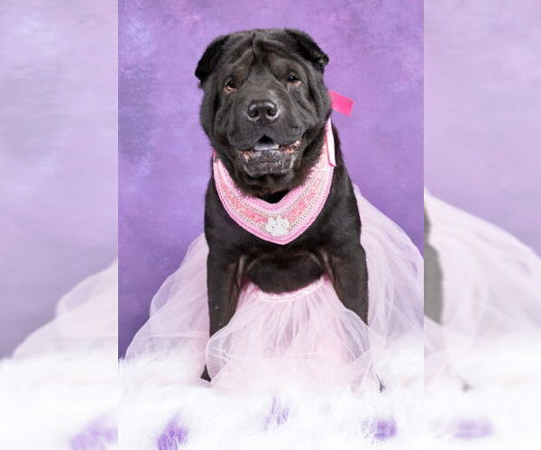 Medium Photo #7 Chinese Shar-Pei Puppy For Sale in Germanton, TN, USA