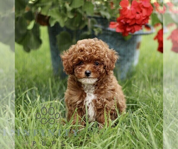 Medium Photo #1 Poodle (Miniature) Puppy For Sale in GORDONVILLE, PA, USA