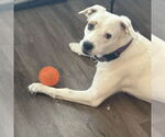 Small #1 American Pit Bull Terrier Mix