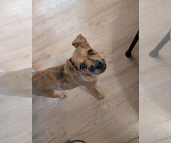 Medium Photo #1 Australian Shepherd-Unknown Mix Puppy For Sale in Aurora, CO, USA