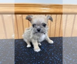 Small Photo #4 ShiChi Puppy For Sale in SAINT AUGUSTINE, FL, USA