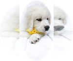 Small Photo #4 Great Pyrenees-Newfoundland Mix Puppy For Sale in CANDLER, NC, USA