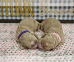 Small #2 Golden Cocker Retriever