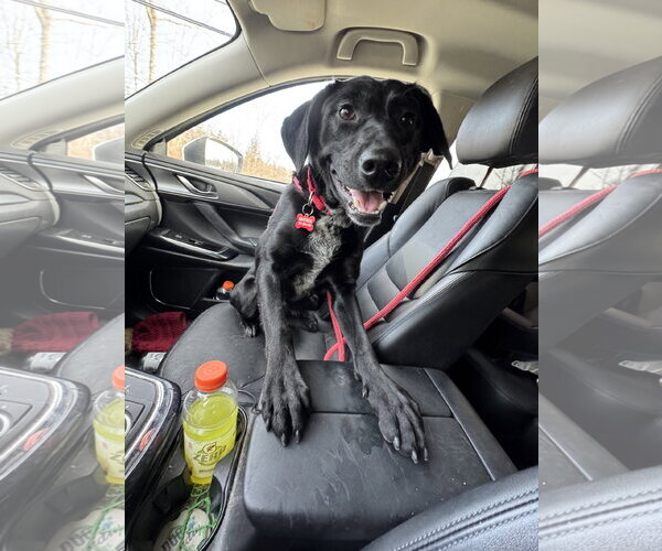 Medium Photo #6 Labrador Retriever-Unknown Mix Puppy For Sale in Chester, NJ, USA