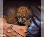 Small Photo #2 Poodle (Toy) Puppy For Sale in FORT SCOTT, KS, USA