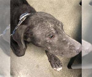 American Pit Bull Terrier-Unknown Mix Dogs for adoption in Houston, TX, USA