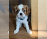Puppy Puppy 4 Cavalier King Charles Spaniel