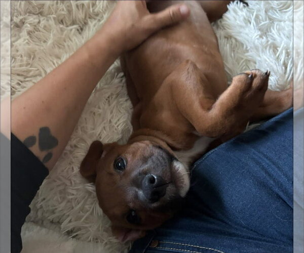 Medium Photo #5 American Pit Bull Terrier-Unknown Mix Puppy For Sale in Germantown, OH, USA