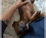 Small Photo #5 American Pit Bull Terrier-Unknown Mix Puppy For Sale in Germantown, OH, USA