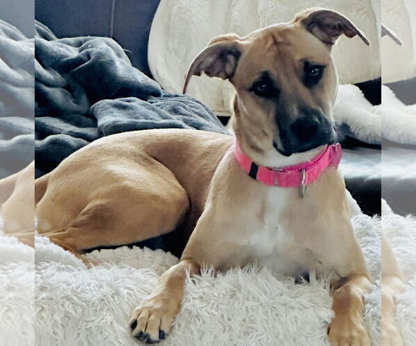 Medium Photo #5 Mutt Puppy For Sale in Fargo, ND, USA