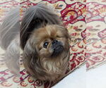Small #4 Pekingese
