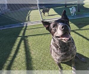 Mutt Dogs for adoption in Grand Prairie, TX, USA