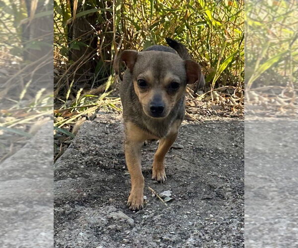 Medium Photo #1 Chiweenie Puppy For Sale in Oak Bluffs, MA, USA