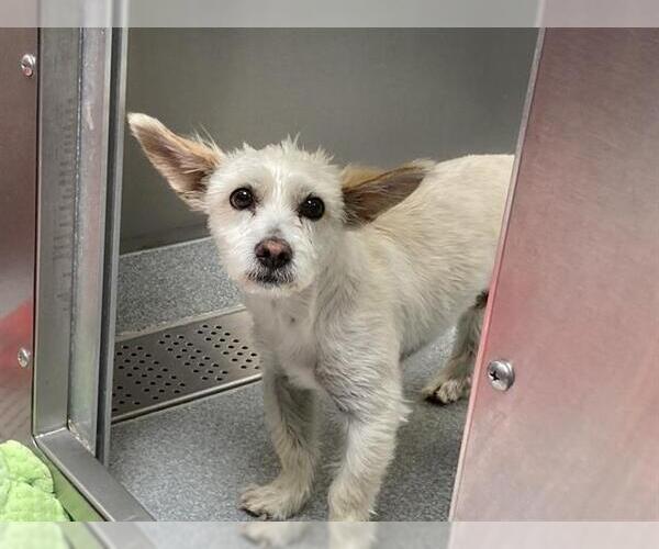 Medium Photo #1 Cairn Terrier-Unknown Mix Puppy For Sale in Orange, CA, USA