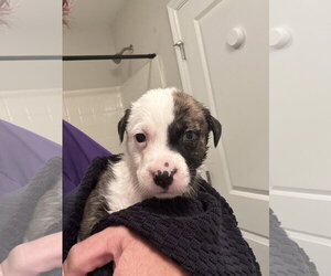 Catahoula Leopard Dog-Mountain Cur Mix Dogs for adoption in Holly Springs, NC, USA